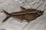 Museum-Quality Green River Fossil Fish Mural - Two Phareodus! #368995-5